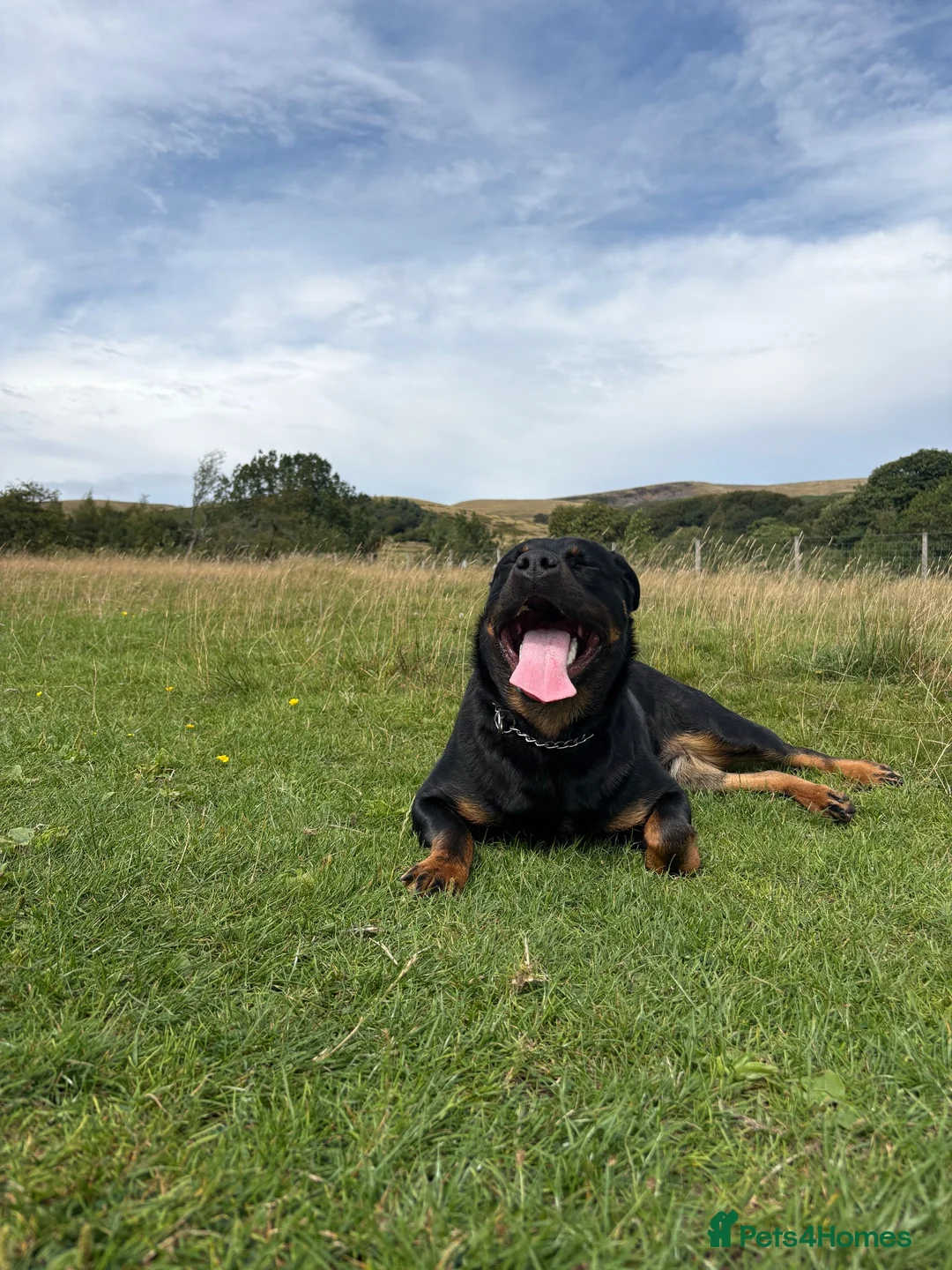 Rottweiler dogs for sale: Rehome in Clitheroe - Advert 3