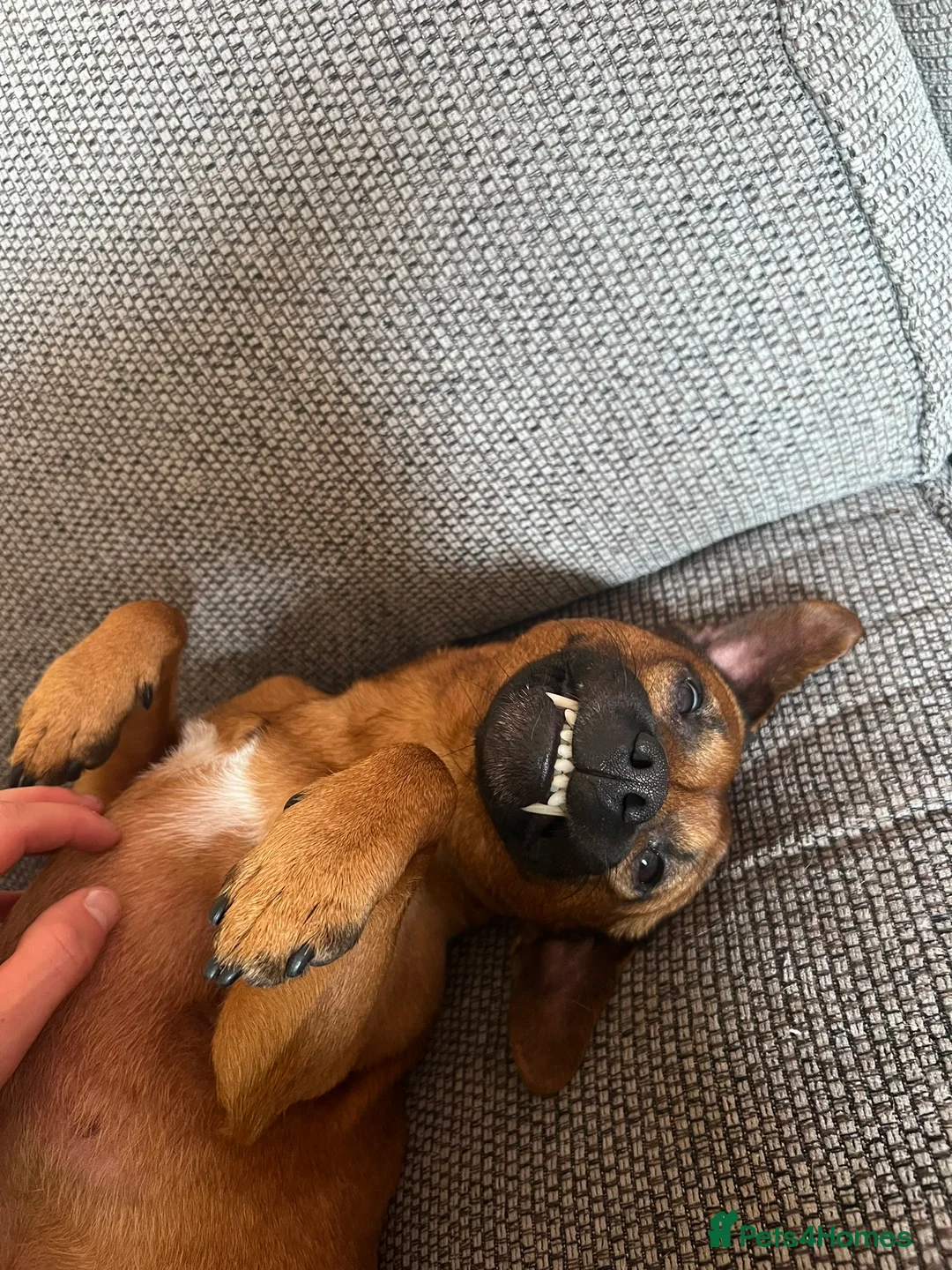 Patterdale Terrier dogs for stud: Ralph the Red Patterdale Terrier in Winchester - Advert 4