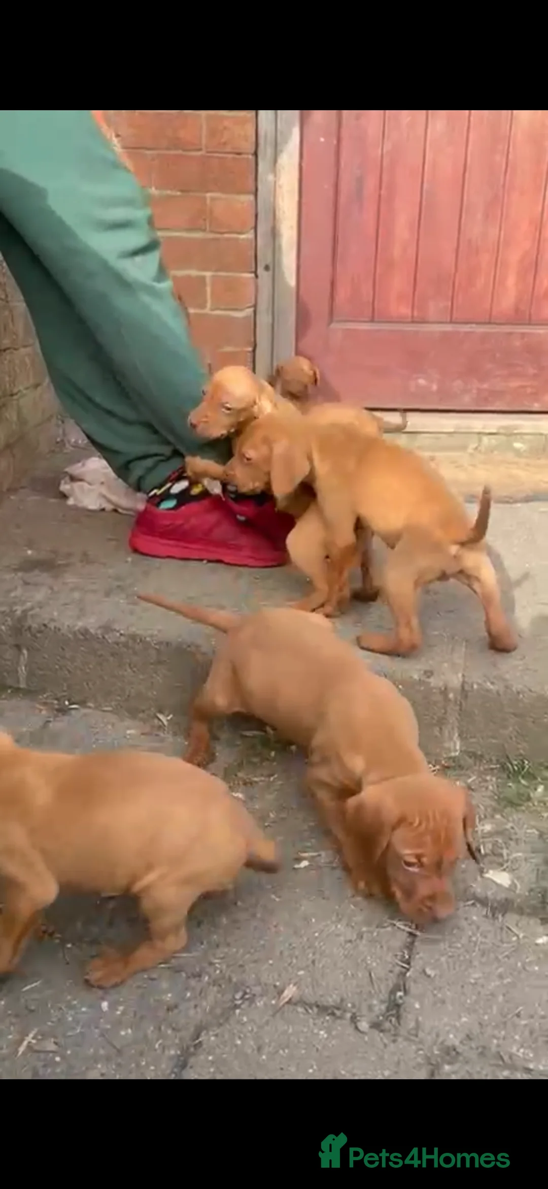 Hungarian Vizsla dogs for sale: Beautiful litter of Vizsla’s  - Advert 7