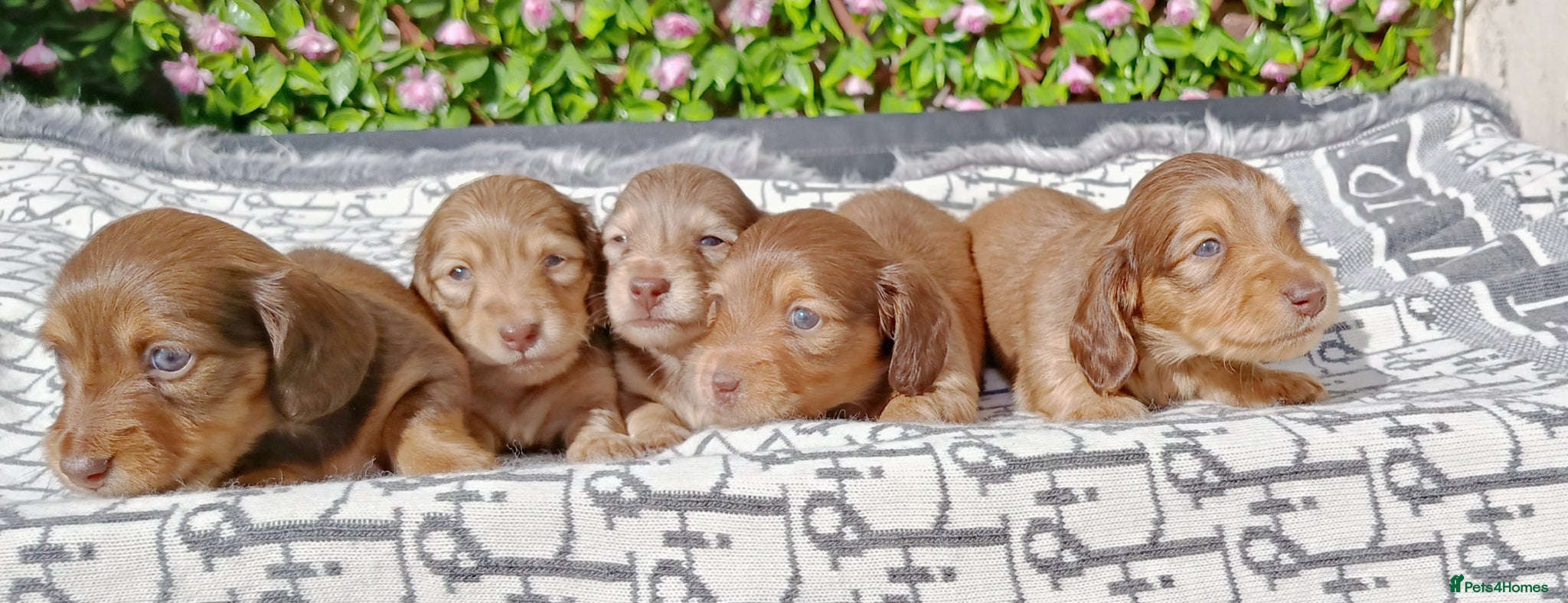 Miniature Dachshund dogs LONG HAIRED SHADED CREAM MINI KC REG PRA CLEAR - Advert 1