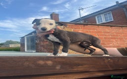 Whippet dogs for sale: 3 beautiful whippets  - Image 5