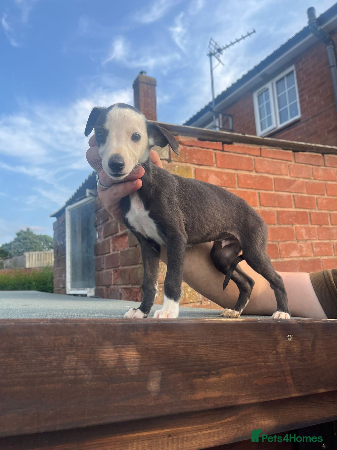 Whippet dogs for sale: 3 beautiful whippets  - Image 5