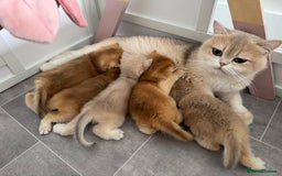 British Shorthair cats for sale: Lilac Golden British Shorthair kitten 🤍 - Advert 17