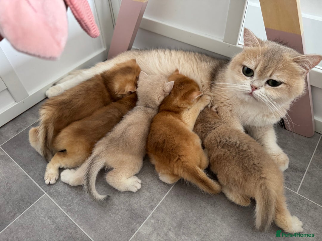 British Shorthair cats for sale: Lilac Golden British Shorthair kitten 🤍 - Advert 17