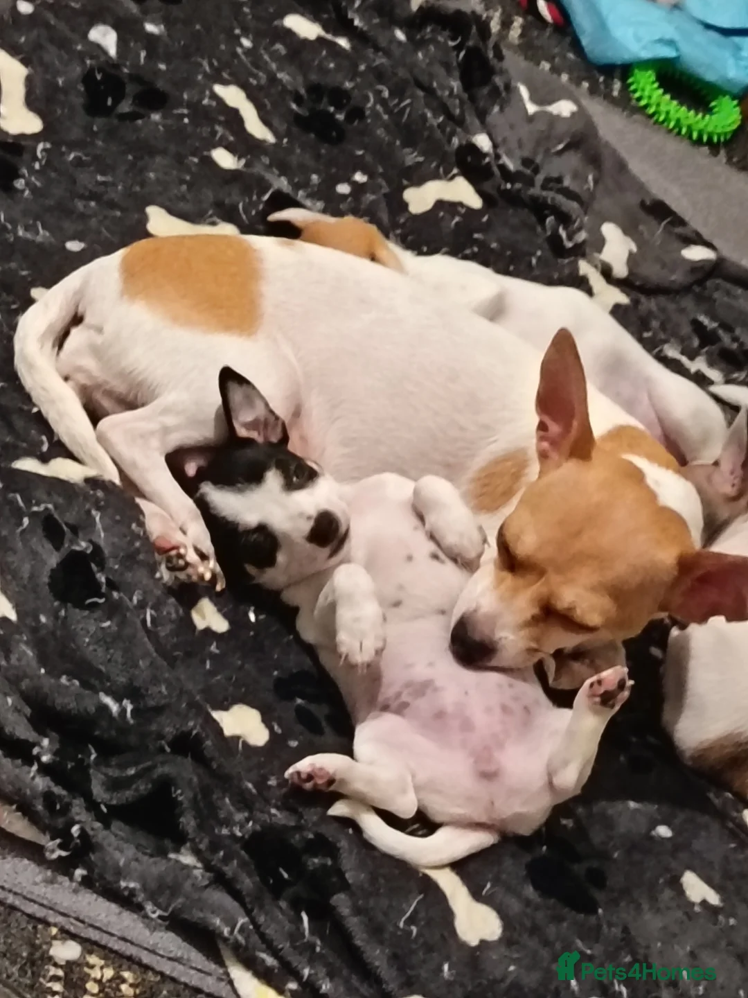 Jack Chi dogs for sale: Female Jack chi puppy  - Advert 1