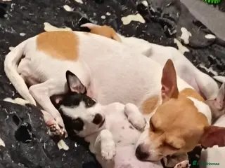 Jack Chi dogs Female Jack chi puppy - Advert 4