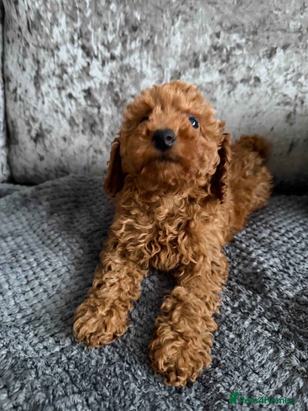 Toy Poodle dogs for sale: TOY POODLE PUPS   - Advert 4
