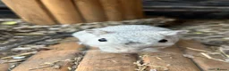 Gerbil rodents for sale: 2 months old young female super tame cudly gerbil  - Advert 4