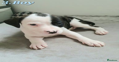 Mixed Breed dogs - Advert 8