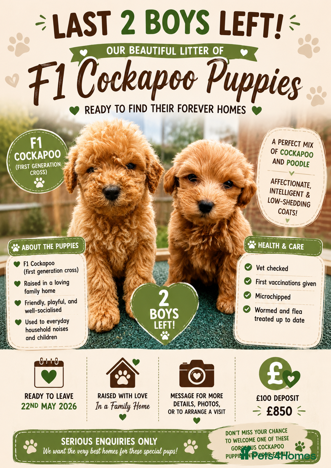 Cockapoo dogs 🐶 Adorable F1 Cockapoo Puppies for Sale! 🐶 - Advert 8