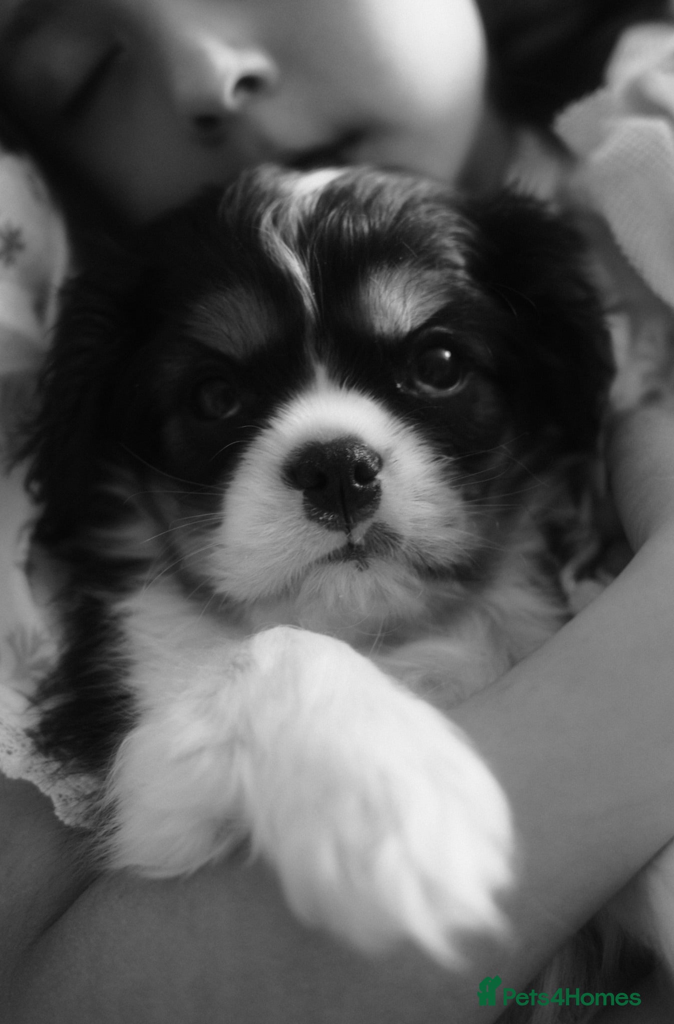 Cavalier King Charles Spaniel dogs KC Reg/Fully Health Tested Tri Boy - Advert 11
