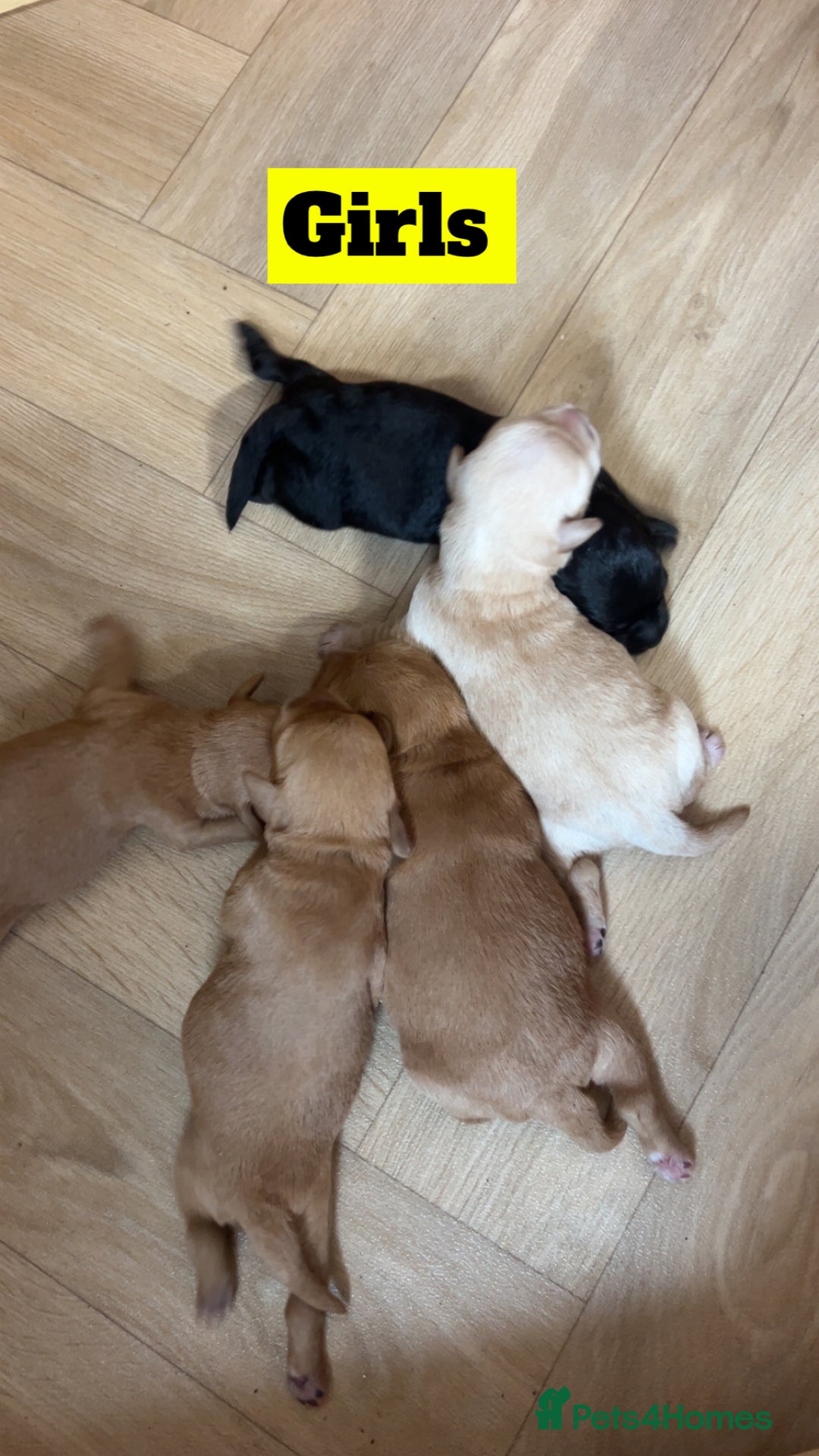 Mixed Breed dogs for sale: Miniature schnoodle pups  - Image 5