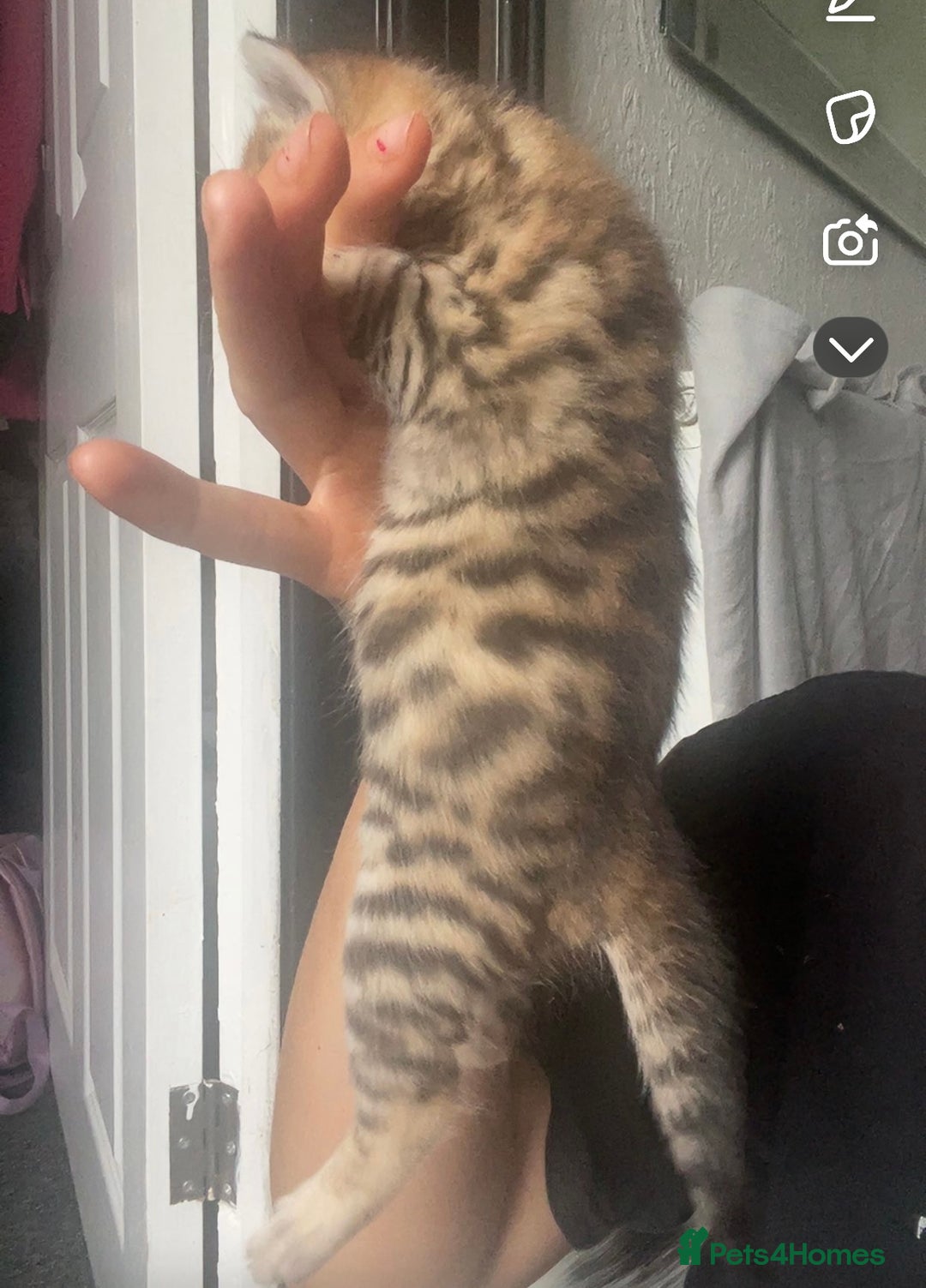 Bengal cats for sale: 4 Bengal kittens for sale  - Image 8