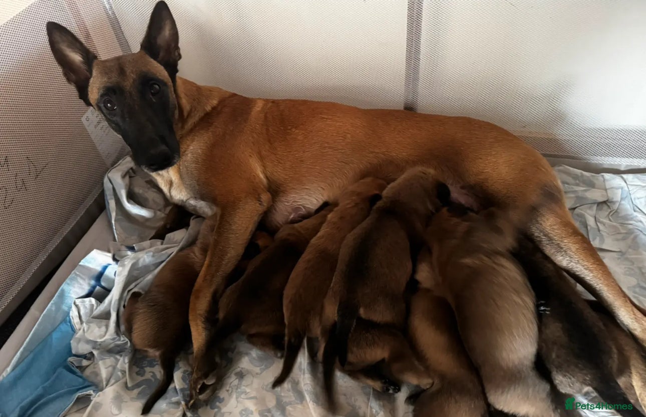 Belgian Shepherd Dog dogs Beautiful 8-Month-Old Belgian Malinois – “Cali” - Advert 3