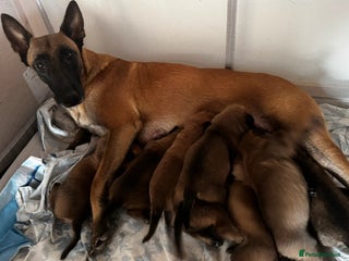 Belgian Shepherd Dog dogs Beautiful 8-Month-Old Belgian Malinois – “Cali” - Advert 2