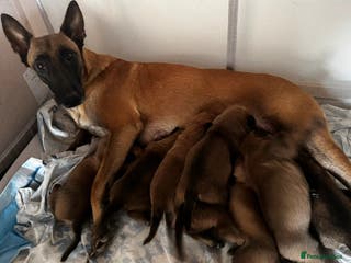 Belgian Shepherd Dog dogs Beautiful 8-Month-Old Belgian Malinois – “Cali” - Advert 14