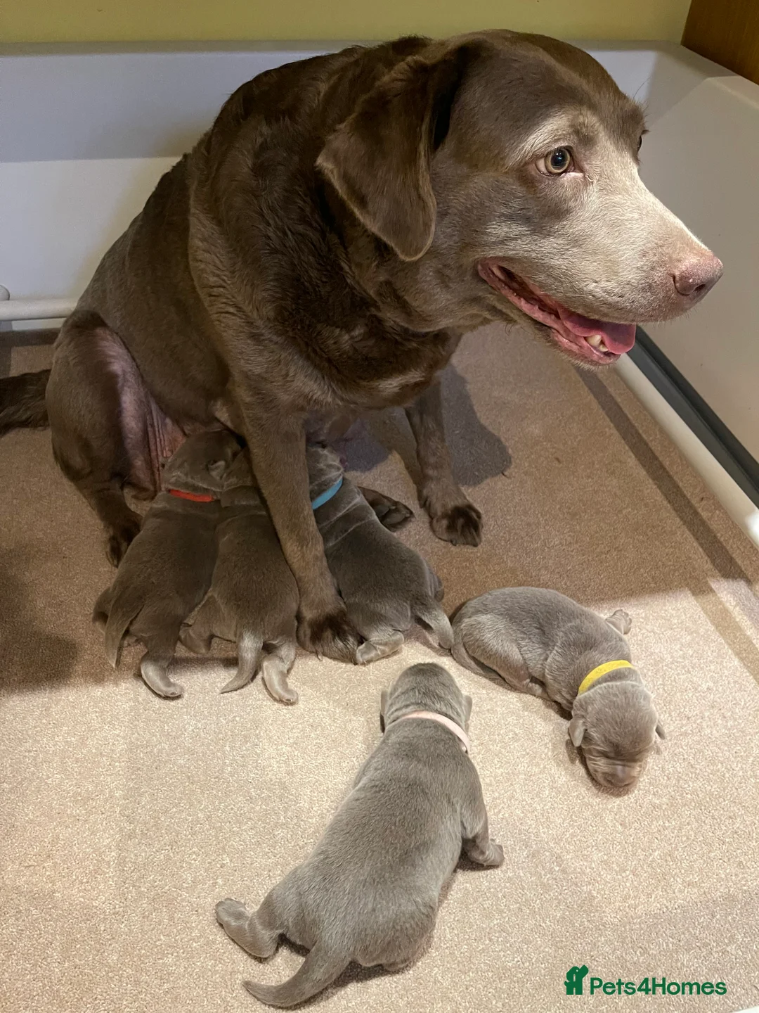 Labrador Retriever dogs for sale: Stunning pure pedigree silver labrador puppies - Advert 2