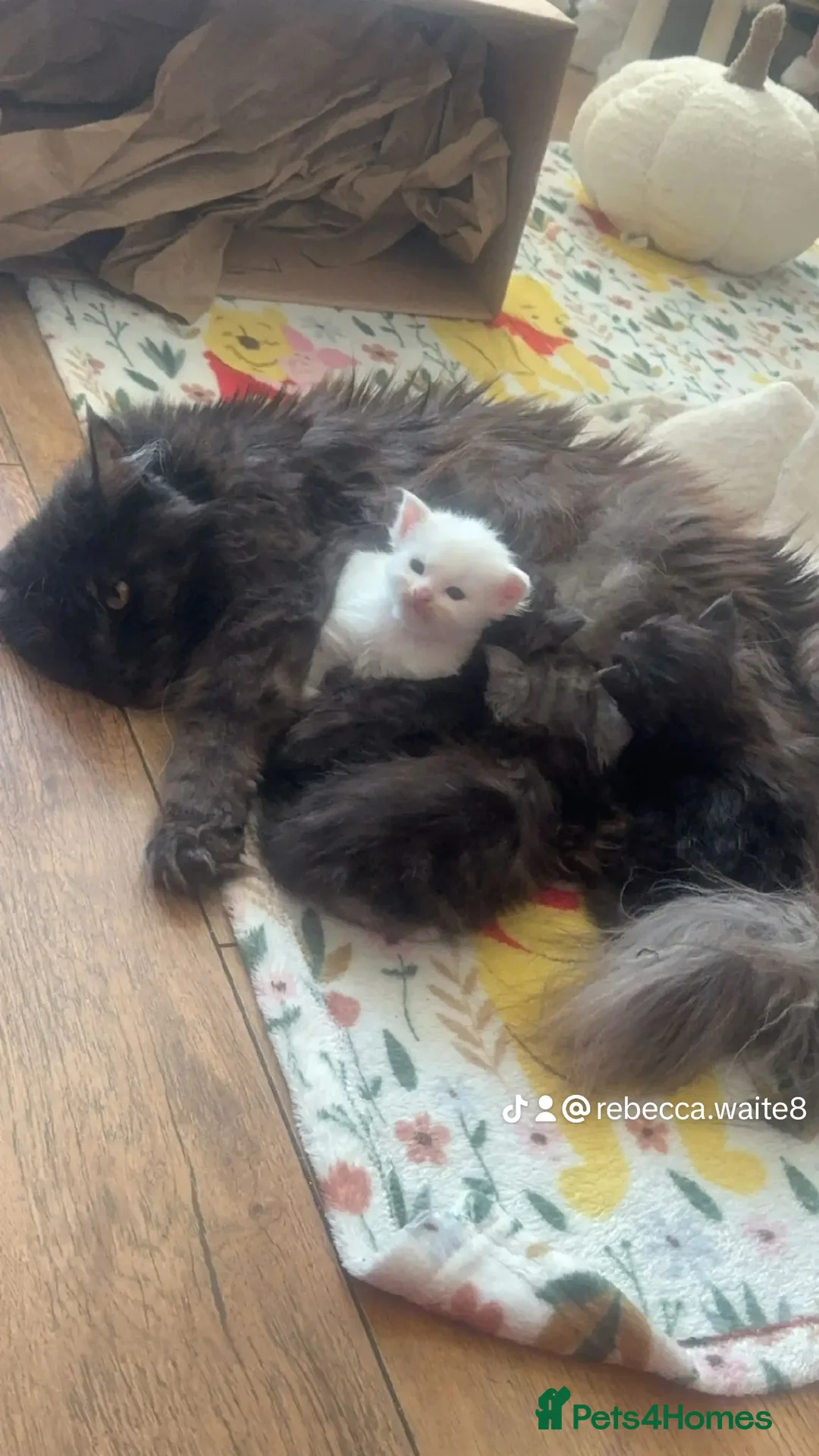 Maine Coon cats for stud: XXL Rare solid white Maine coon stud. in Wigan - Advert 8