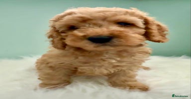 Cockapoo dogs - Advert 2