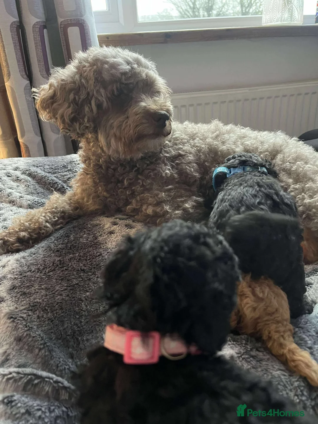 Miniature Poodle dogs for sale: Miniature Poodles!!! with 400 Health Tests!!! - Advert 29