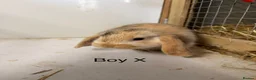 Mini Lop rabbits for sale: Beautiful mini lop bunnies  - Advert 4