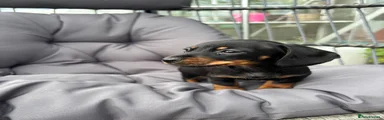 Miniature Dachshund Puppy 3
