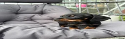 Miniature Dachshund dogs for sale: 🟤 4 x beautiful dachshund puppy’s for sale🟤 in Llandeilo - Advert 2