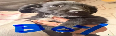 Sprocker 3
