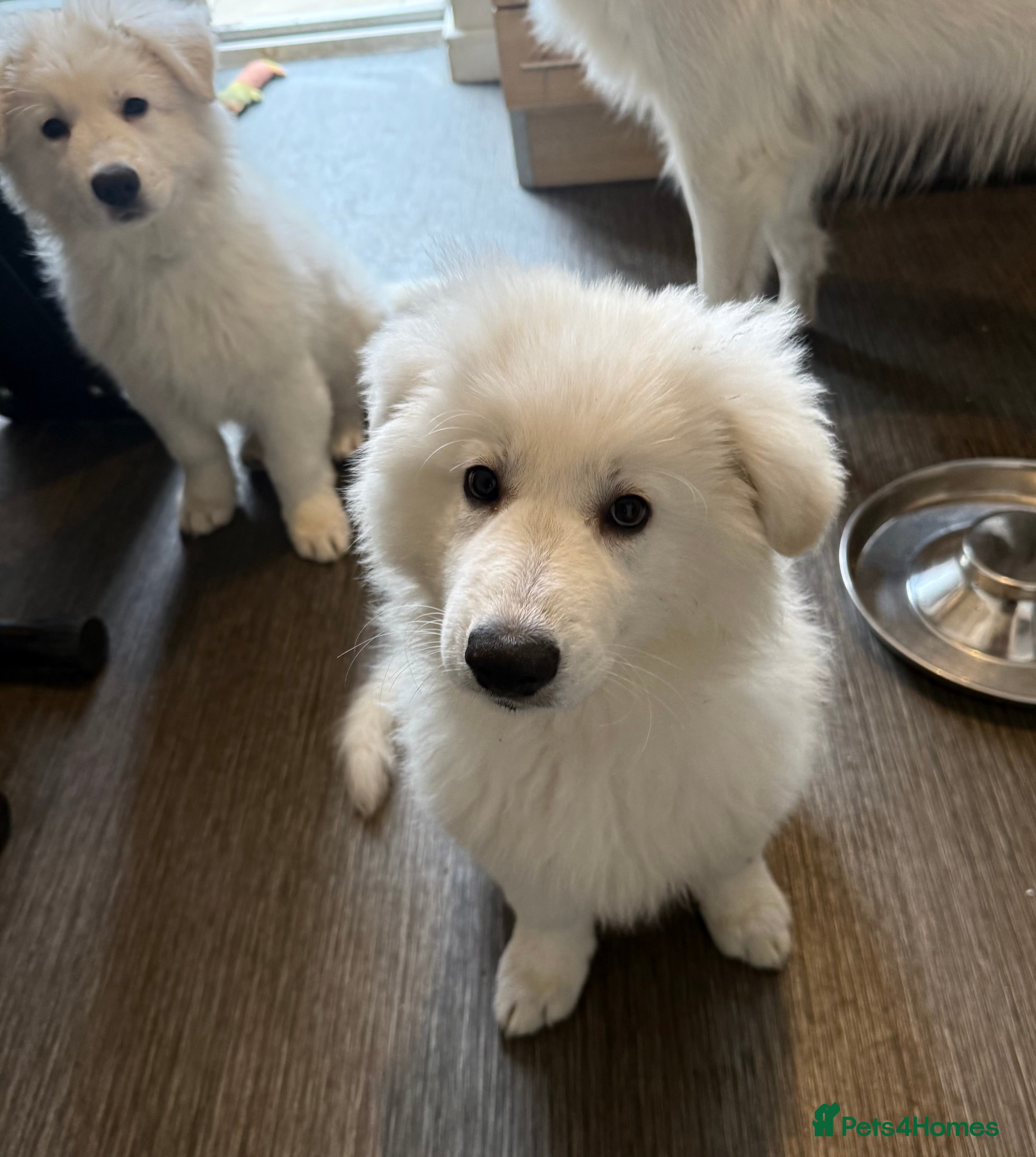 White Swiss Shepherd dogs Ready for collection - Advert 15