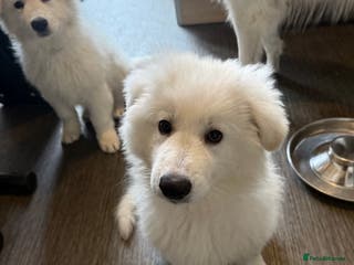 White Swiss Shepherd dogs Ready for collection - Advert 5