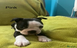 Boston Terrier dogs for sale: Boston terriers for sale - Image 8