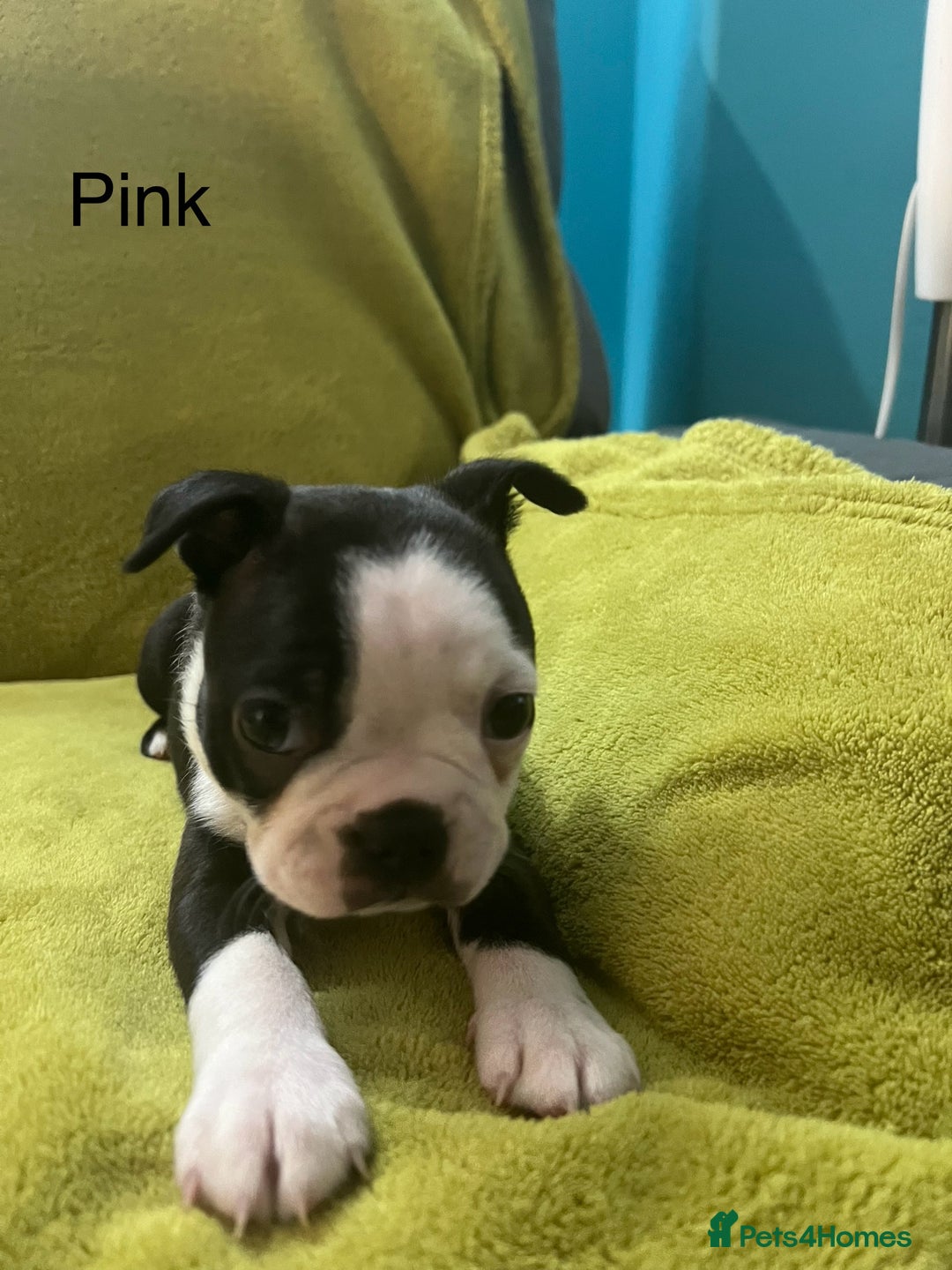 Boston Terrier dogs for sale: Boston terriers for sale - Image 8