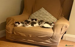 Mixed Breed cats for sale: Adorable mixed breed kittens in Kent! - Image 20
