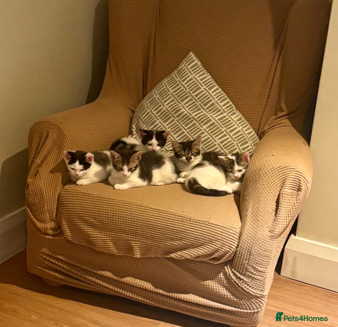 Mixed Breed cats for sale: Adorable mixed breed kittens in Kent! - Image 20