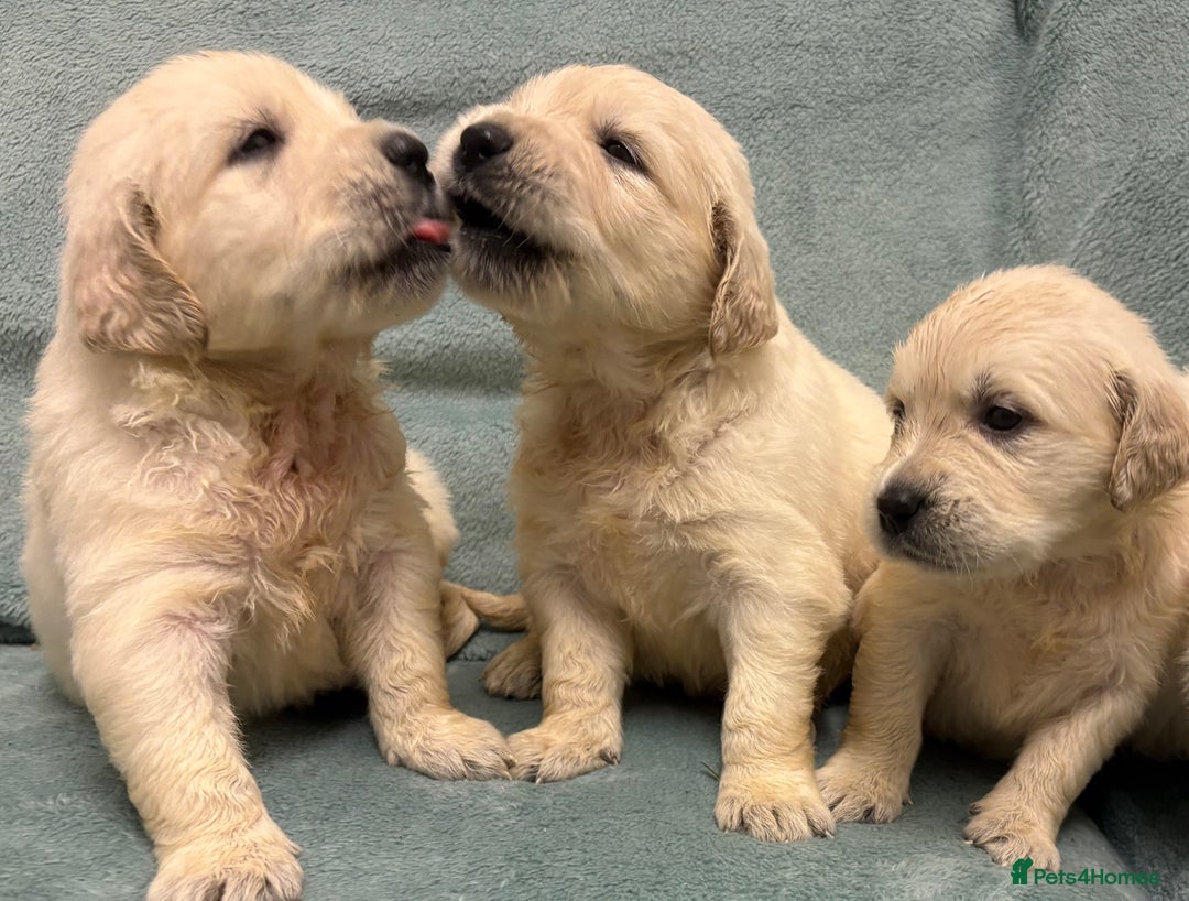Golden Retriever dogs for sale: Golden Retriever Pups from Health Tested Parents  - Advert 31