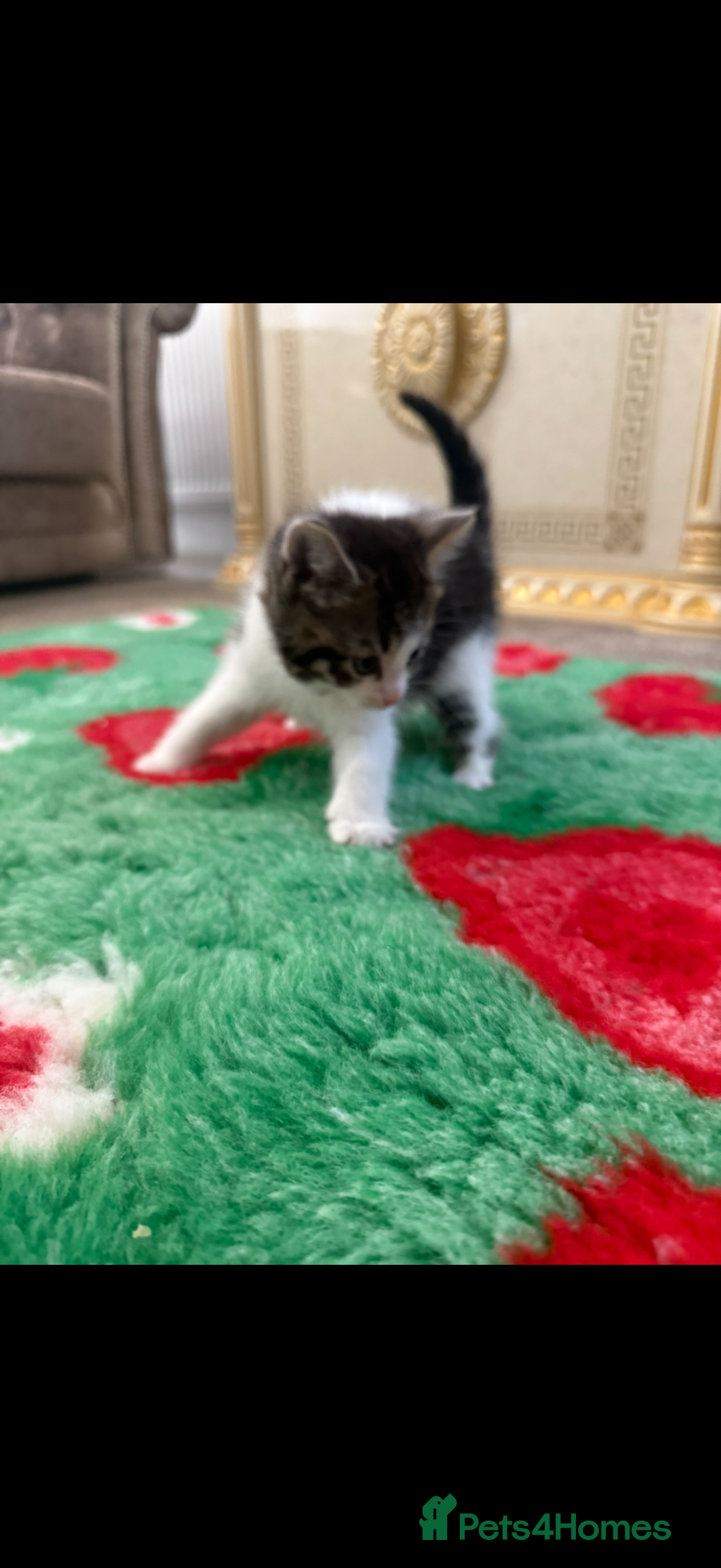 Mixed Breed cats for sale: Beautiful kittens for sale  - Image 8