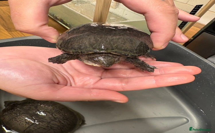 Turtle reptiles - Advert 3