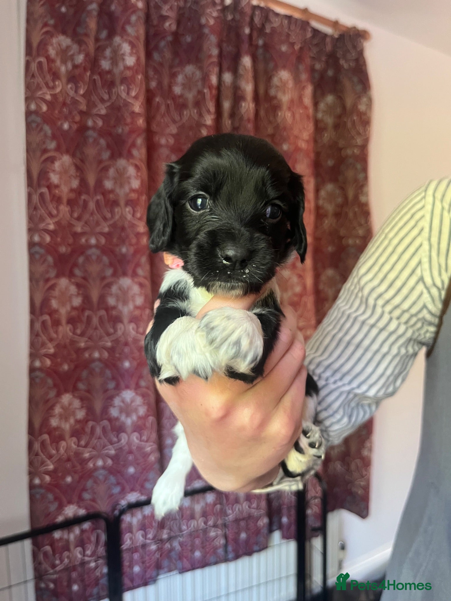 English Springer Spaniel dogs Pedigree English Springer Spaniel Pups  - Advert 6