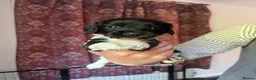 English Springer Spaniel dogs for sale: Pedigree English Springer Spaniel Pups  - Advert 2