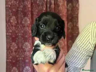 English Springer Spaniel dogs Pedigree English Springer Spaniel Pups - Advert 6