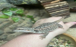 Bearded Dragon reptiles for sale: !!!3 Left!!! Baby Red Leatherback Bearded Dragons - Image 3