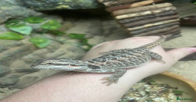 Bearded Dragon reptiles - Advert 6