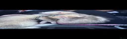 Ferret rodents for sale: Ferrets  in Newport - Advert 1