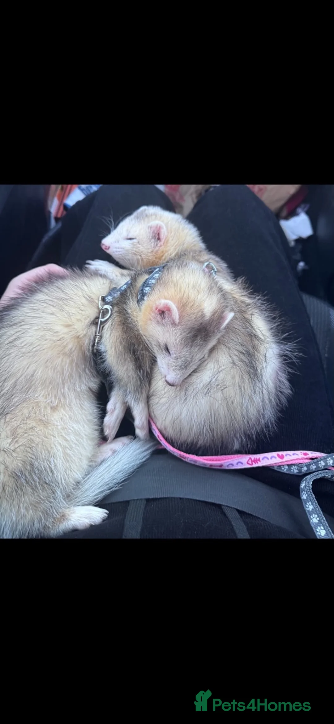 Ferret rodents for sale: Ferrets  in Newport - Advert 1