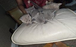 British Shorthair cats for sale: British Shorthair kitten  - Image 11