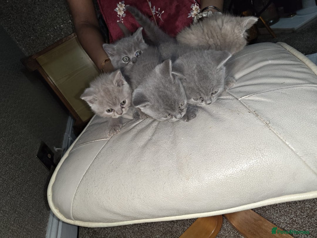 British Shorthair cats for sale: British Shorthair kitten  - Image 11