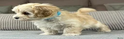 Maltipoo dogs for sale: A BEAUTIFUL ARRAY OF COLOURS AND LOVELINESS  - Advert 25