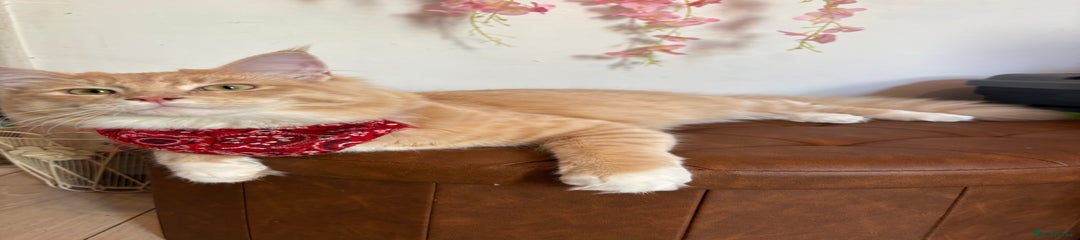Maine Coon Kitten 2