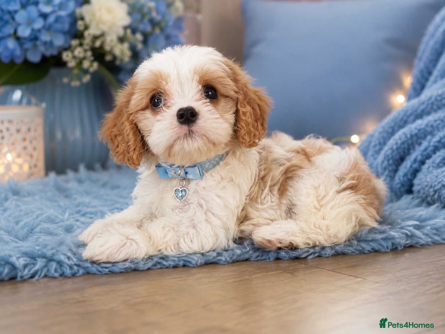 Cavapoochon dogs Ready to leave now extensively health tested 💙 - Advert 2