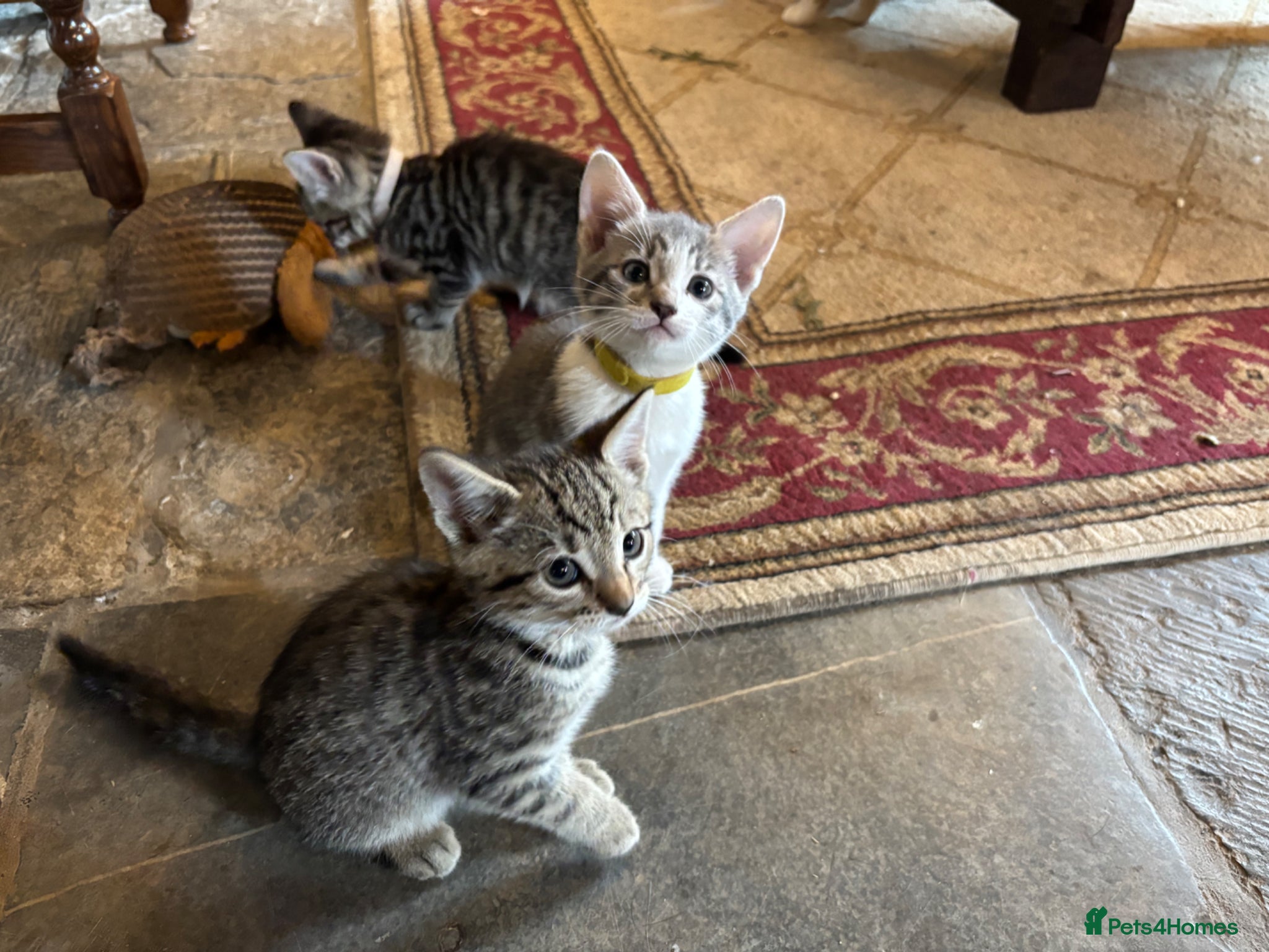 Mixed Breed cats for sale: Gorgeous Kittens Looking for 5* Forever Homes  - Advert 20